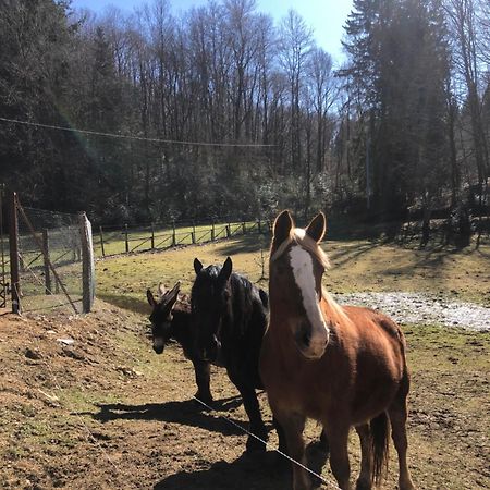 Agriturismo La Casa Nel Bosco Boveglio Dış mekan fotoğraf
